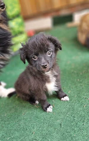 Toy Australian Shepherd Mops Mix Papillon 