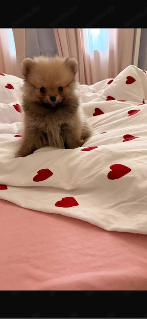 mini Pomeranian 3 monate Alt 
