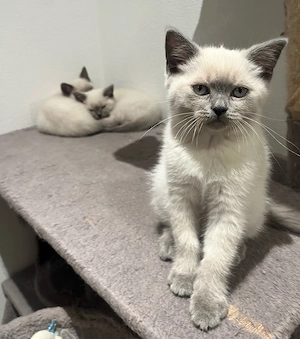 BKH Kitten abgabebereit (männlich)  Bild 2