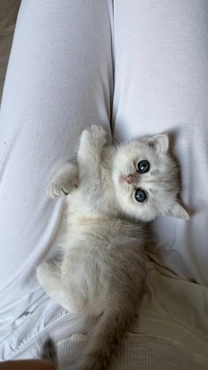 BKH kitten , Kätzchen, 11 Wochen   weiß mit grauen Fellspitzen