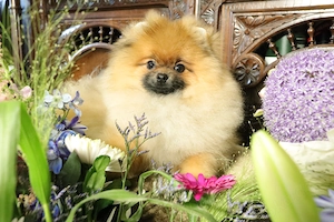 Süßer Pomeranian (Deutscher Zwergspitz) Welpe zu verkaufen