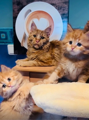 Maine Coon  katzenbabys