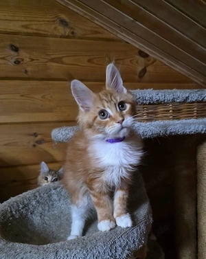 Reinrassige Maine-Coon-Kätzchen mit EU-Heimtierausweis