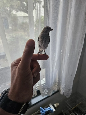  Vögel handzahm 