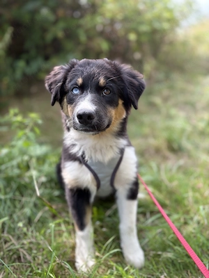 2 unserer Weltwunder Standard Australian Shepherd Welpen suchen noch ihr Für-immer-Zuhause
