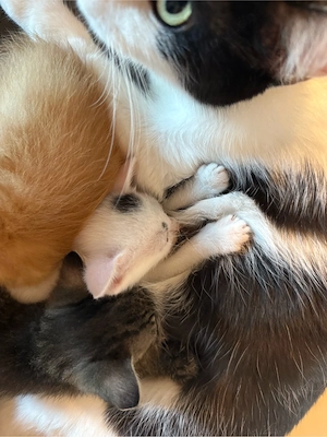 Kitten abzugeben