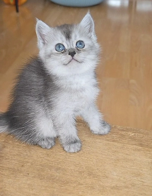 bkh und blh kitten zu verkaufen 