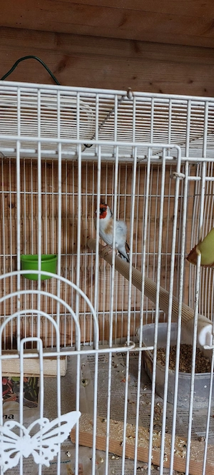 Stieglitz Vögel Männlich ein Jahr alt Telefon Nummer 015735900747  und WhatsApp  Bild 5