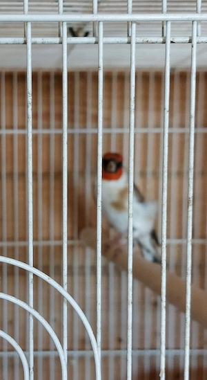Stieglitz Vögel Männlich Telefon Nummer  015735900747    und WhatsApp 