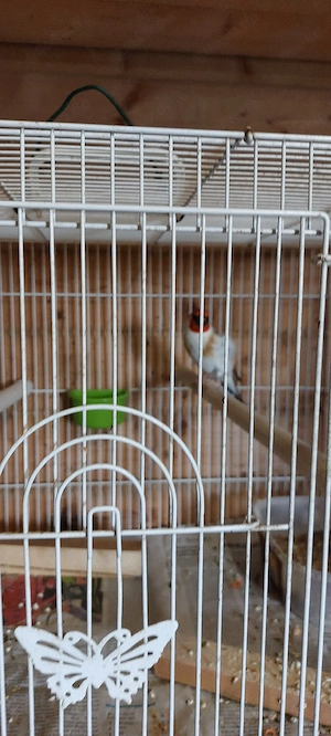 Stieglitz Vögel Männlich 015735900747   und WhatsApp 