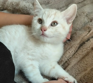 1 kitten zu vermitteln