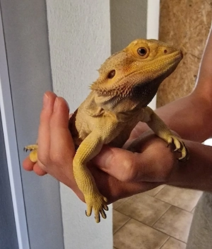 Bartagame weibl.