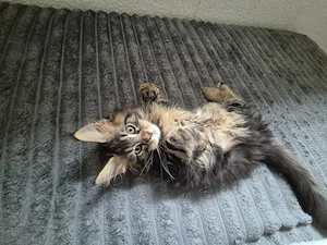 Maine Coon kitten 