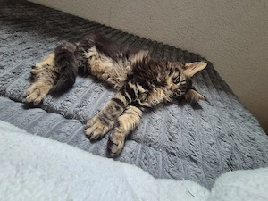 Maine Coon kitten  Bild 3