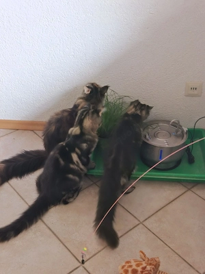 Maine Coon kitten  Bild 4