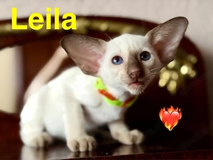 Orientalisch Kurzhaar  Siam Edel Kitten