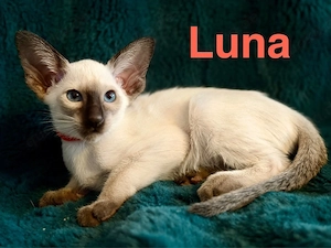 Orientalisch Kurzhaar  Siam Edel Kitten