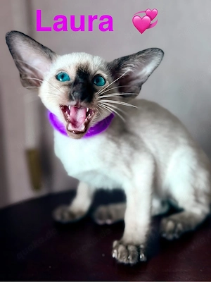 Orientalisch Kurzhaar  Siam Edel Kitten