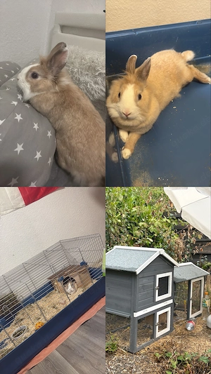 Kaninchen Weibchen Bambi ca. 2 Jahre alt inkl. Gehege