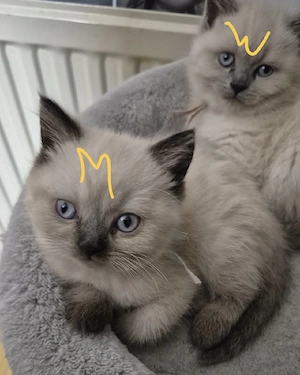BKH Seal Point Kitten 