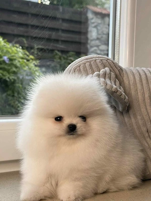 Pomeranian-Welpen