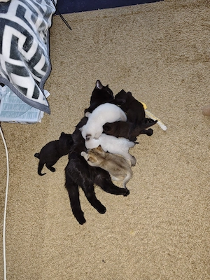 BKH Kitten zum Verkaufen !!!