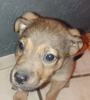 1 welpe bulldogen rotweiler mix 