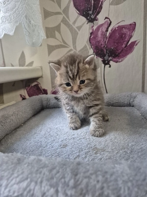 Bkh kitten