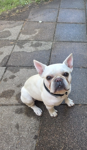 Französische Bulldogge 
