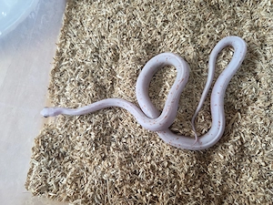 Kornnatter, 1.0Amel Palmetto Scaleless,  NZ 25