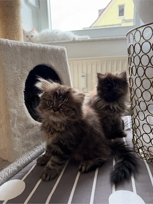 Süße Perserkater suchen ein liebevolles Zuhause     