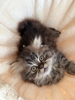 Süße Perserkater suchen ein liebevolles Zuhause     