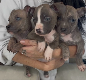 Amerikan Bully mix welpen 