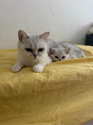 BKH kitten 