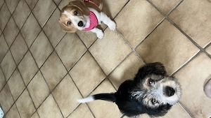 Suche Zuhause  Beagle mix 