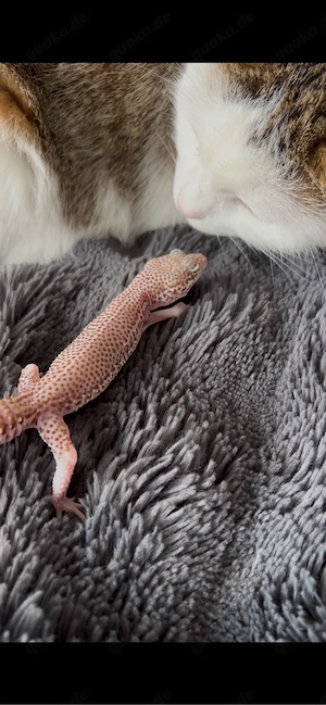 0.1 Super Snow Bell Albino