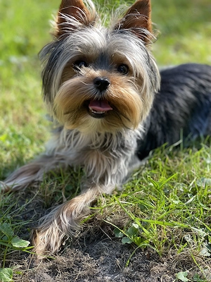 Yorkshire Terrier Toy  Bambi  sucht ein liebevolles Zuhause