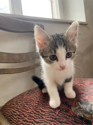 Babykatzen Weibchen abzugeben