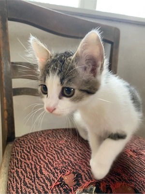 Babykatzen Weibchen abzugeben Bild 3