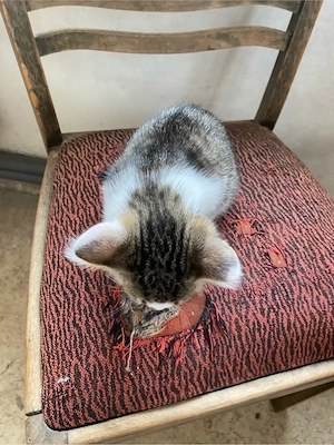 Babykatzen Weibchen abzugeben Bild 4