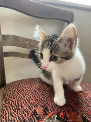 Babykatzen Weibchen abzugeben Bild 2