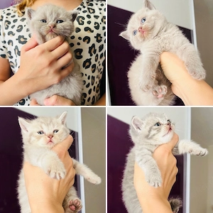 Zuckersüße BKH Kitten suchen ein liebevolles Zuhause