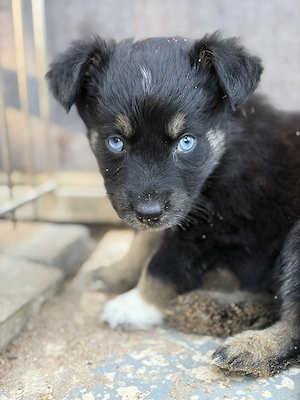 Wunderschöne Australian Shepherd Welpen liebevoll aufgezogen suchen ihr Für-immer-Zuhause ab 01.09.