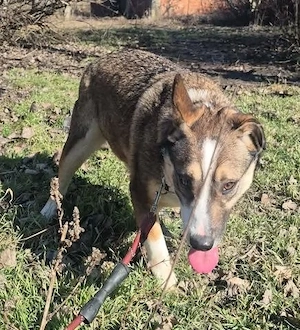Unsichere Gemma - sucht Halt und ein eigenes Zuhause