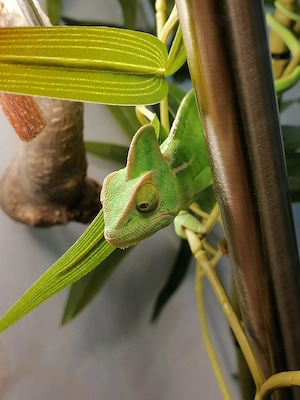 Jemenchamäleon Weibchen