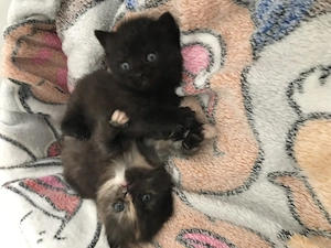 Kitten BKH 