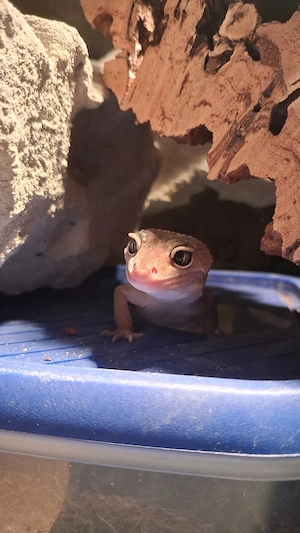 0.2 Leopardgecko Weibchen mit Terrarium