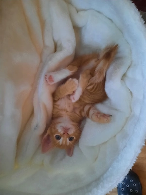 Cilli sucht ein Zuhause 