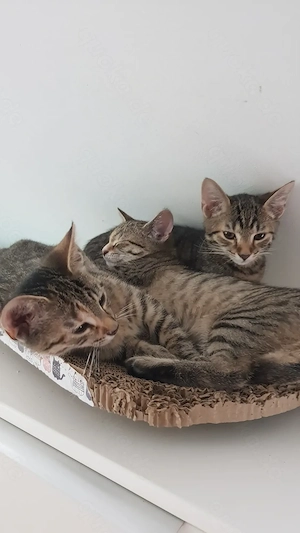 Die süßesten Katzenbabys der Welt ___ Kitten Babykatzen Kätzchen Jungkatze Katzen Katze