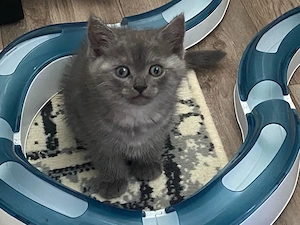 BKH Kitten Junge Smoke Tabby lieb